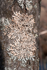 Parmeliopsis hyperopta (gray starburst lichen, bran lichen)