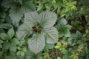 Parthenocissus quinquefolia (Virginia creeper)