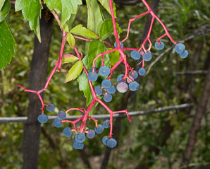 Parthenocissus quinquefolia (Virginia creeper)