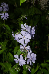 Phlox divaricata (wild blue phlox, Louisiana phlox, blue woodland phlox, sweet William, wild sweet William)