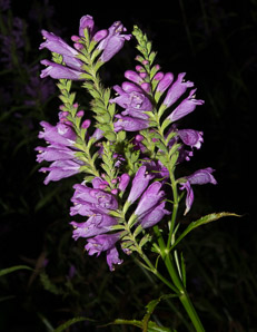 Physostegia virginiana (obedient plant, false dragonhead)