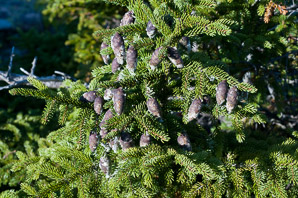 Picea rubens (red spruce, Eastern spruce, yellow spruce)