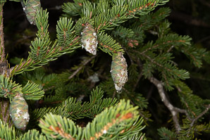 Picea rubens (red spruce, Eastern spruce, yellow spruce)