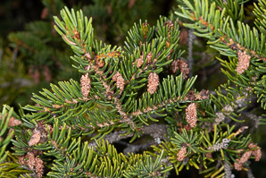 Picea rubens (red spruce, Eastern spruce, yellow spruce)