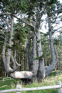 Picea sitchensis (Sitka spruce)