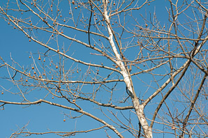 Platanus occidentalis (American sycamore, sycamore)