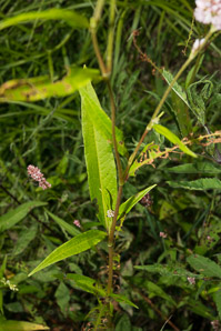 Polygonum lapathifolium (nodding smartweed, pale smartweed, dock-leaved smartweed, curlytop knotweed)