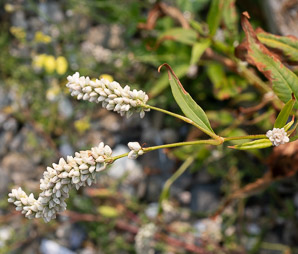 Polygonum lapathifolium (nodding smartweed, pale smartweed, dock-leaved smartweed, curlytop knotweed)