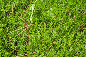 Polytrichum commune (common haircap moss, haircap moss, polytrichum moss)