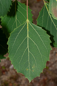 Populus grandidentata (bigtooth aspen, large-tooth aspen, American aspen, white poplar, aspen)