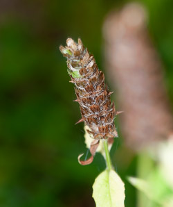 Prunella vulgaris (common selfheal, heal-all, heart-of-the-earth, healall)