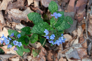 Pulmonaria officinalis (lungwort, common lungwort)