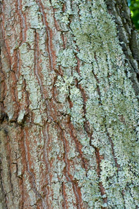 Quercus rubra (northern red oak, champion oak, red oak)
