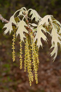 Quercus rubra (northern red oak, champion oak, red oak)