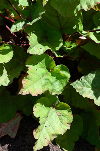 Rheum ‘Ace (ornamental rhubarb)
