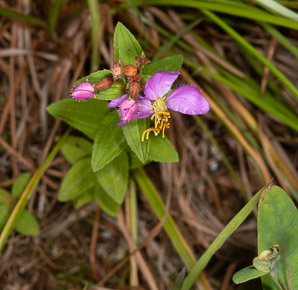 Rhexia virginica (pale meadow beauty, Virginia meadow beauty, handsome harry, wing-stem meadow-pitchers)