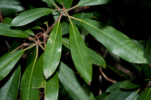 Rhododendron maximum (great rhododendron, great laurel, rosebay rhododendron, American rhododendron, big rhododendron)