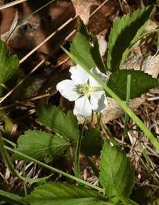 Rubus hispidus (swamp dewberry, bristly blackberry, bristly dewberry)
