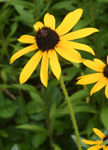 Rudbeckia hirta (black-eyed Susan, blackeyed Susan)