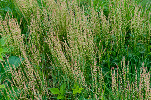 Rumex acetosella (red sorrel, sheep sorrel, sour weed, field sorrel, common sheep sorrel)