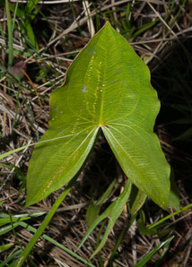 Sagittaria cuneata (arumleaf arrowhead)