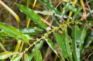 Salix nigra (black willow)