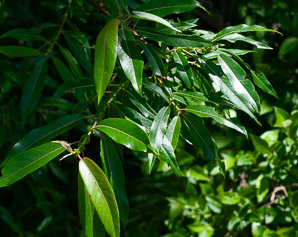 Salix nigra (black willow)