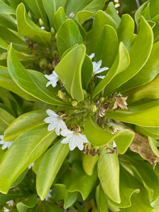 Scaevola sericea (naupaka kahakai, beach cabbage, sea lettuce, beach naupaka, naupaka)