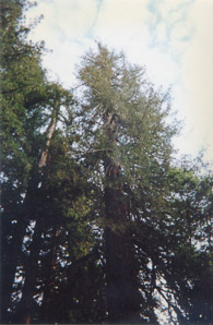 Sequoia sempervirens (coast redwood, giant sequoia, giant redwood, California redwood, redwood)