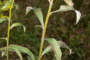 Solidago juncea (early goldenrod)