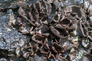 Sticta fuliginosa (peppered moon lichen, spotted felt lichen)