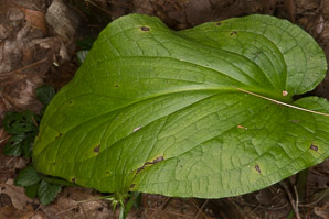 Symplocarpus foetidus (Eastern skunk cabbage, clumpfoot cabbage, foetid pothos, meadow cabbage, polecat weed, skunk cabbage, swamp cabbage)