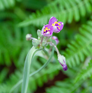 Tradescantia pinetorum (pine spiderwort, pinewoods spiderwort)