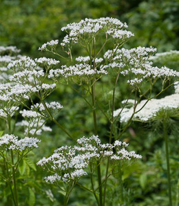 Valeriana officinalis (valerian, garden heliotrope, all-heal, garden valerian)