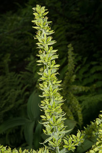Veratrum viride (false hellebore, green false hellebore, Indian poke, American hellebore)