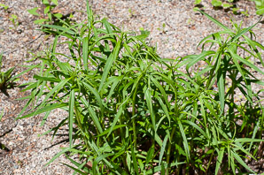 Vernonia arkansana (ironweed)