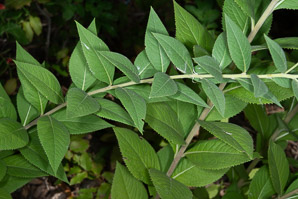 Vernonia missurica (Joe Pye weed)