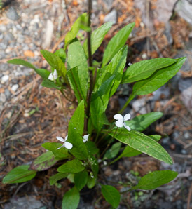 Viola lanceolata (lance-leaved violet, bog white violet)