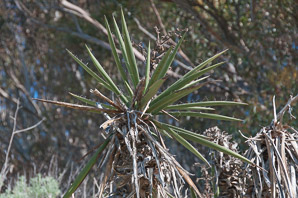 Yucca baccata (banana yucca, blue yucca, spanish bayonet, spanish dagger, amole, datil yucca)