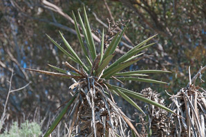 Yucca baccata (blue yucca, banana yucca)
