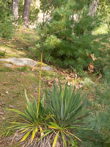 Yucca filamentosa (Adam’s needle, yucca)