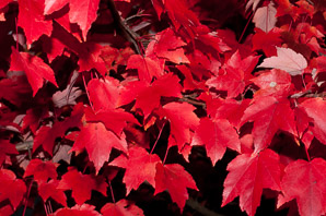 Acer rubrum (red maple, swamp maple, soft maple)
