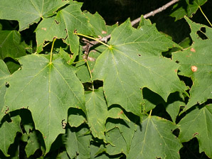 Acer saccharum (sugar maple)