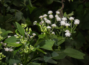 Ageratina altissima (white snakeroot, tall boneset, white sanicle)