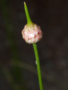 Allium L.