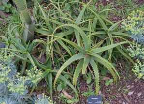 Aloe camperi (Nubian aloe)