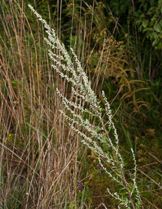 Artemisia vulgaris (wormwood, mugwort, common mugwort, common wormwood)
