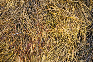 Ascophyllum nodosum (knotted wrack)