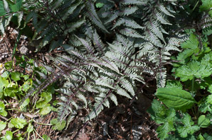 Athyrium niponicum (Japanese painted fern)