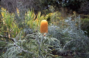 Banksia ashbyi (Ashby’s banksia)